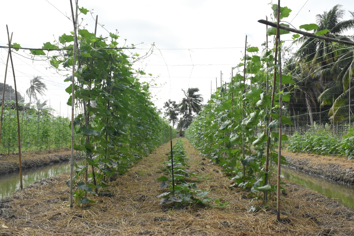 A close-up of a vegetable garden

Description automatically generated