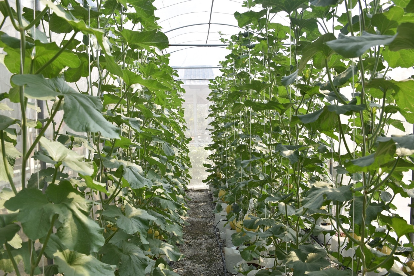 A greenhouse with plants growing in it

Description automatically generated