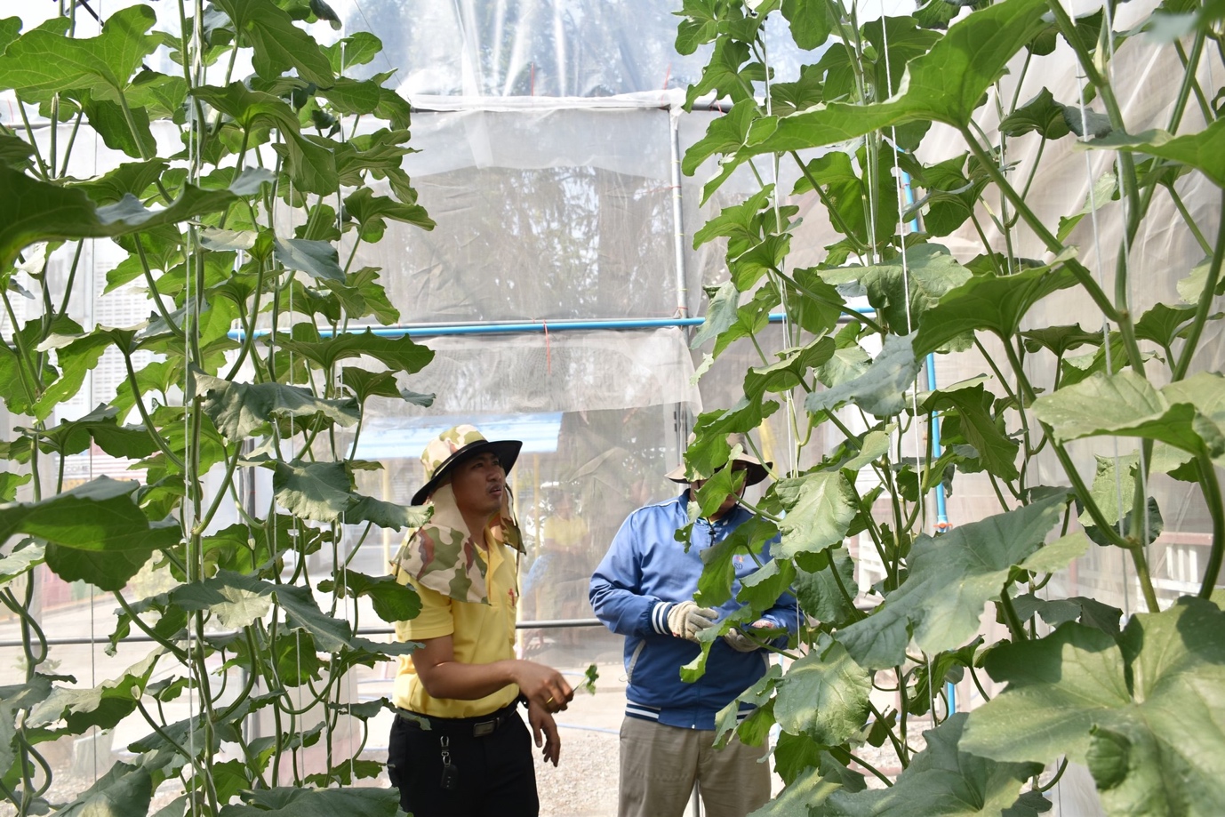 A group of men in a greenhouse

Description automatically generated