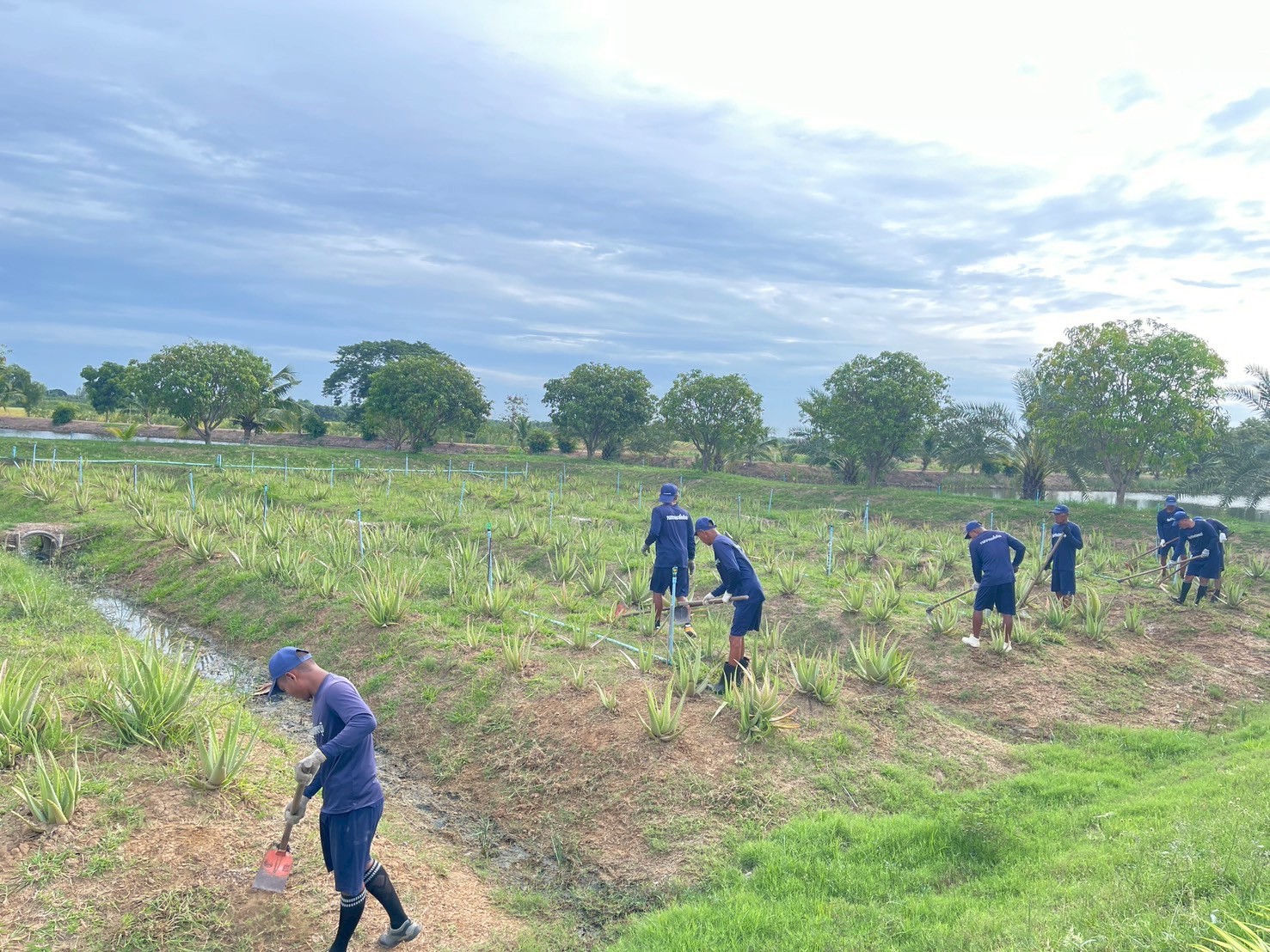 A group of people working in a field

Description automatically generated